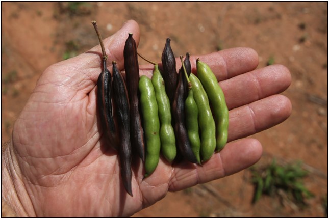 Mimosa bush seed pods